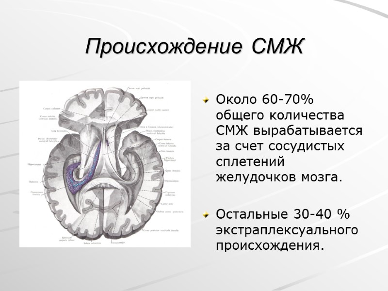 Происхождение СМЖ  Около 60-70% общего количества СМЖ вырабатывается за счет сосудистых сплетений желудочков